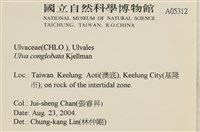 茶花石蓴, 牡丹菜藏品圖，第2張
