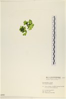 茶花石蓴, 牡丹菜藏品圖，第3張