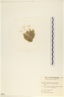 指枝藻藏品圖，第3張