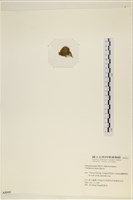 登錄號:A00005319藏品圖，第3張