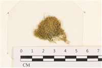 登錄號:A00005319藏品圖，第1張