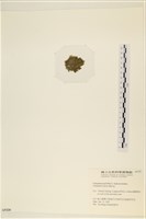 登錄號:A00005320藏品圖，第3張