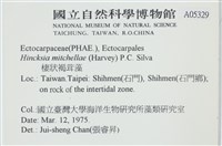 棲狀褐茸藻藏品圖，第2張
