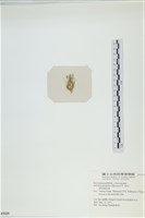 棲狀褐茸藻藏品圖，第3張