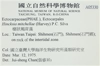 棲狀褐茸藻藏品圖，第2張