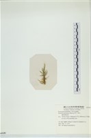 棲狀褐茸藻藏品圖，第3張