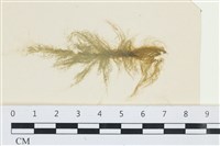 棲狀褐茸藻藏品圖，第1張