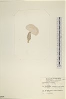 登錄號:A00005335藏品圖，第3張
