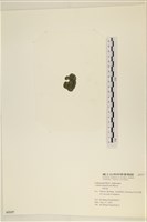 登錄號:A00005337藏品圖，第3張