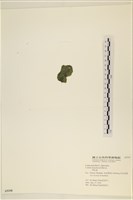 登錄號:A00005338藏品圖，第3張