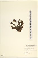 登錄號:A00005339藏品圖，第1張