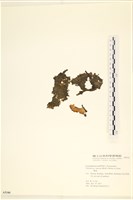 登錄號:A00005340藏品圖，第1張