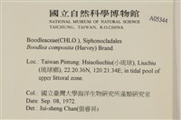 布氏藻藏品圖，第2張