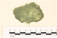 布氏藻藏品圖，第1張