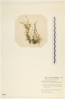 登錄號:A00005345藏品圖，第1張