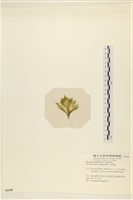 登錄號:A00005358藏品圖，第3張