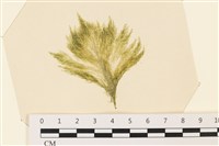 登錄號:A00005358藏品圖，第1張