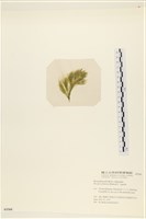 登錄號:A00005360藏品圖，第3張