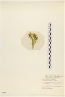 登錄號:A00005361藏品圖，第3張