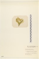 登錄號:A00005362藏品圖，第3張