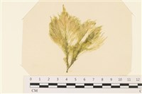 登錄號:A00005362藏品圖，第1張