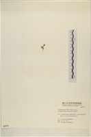 小笠藻, 小傘藻藏品圖，第3張