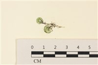 小笠藻, 小傘藻藏品圖，第1張