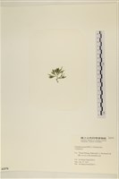 登錄號:A00005376藏品圖，第3張