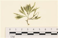 登錄號:A00005376藏品圖，第1張