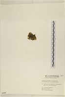 黑葉小網藻藏品圖，第3張