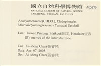 黑葉小網藻藏品圖，第2張