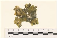 黑葉小網藻藏品圖，第1張