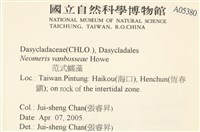 范氏蠕藻藏品圖，第2張