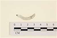 范氏蠕藻藏品圖，第1張