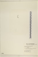 范氏蠕藻藏品圖，第3張