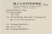 長片石蓴, 裂片石蓴藏品圖，第2張