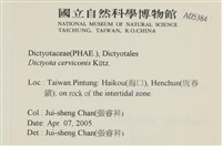 鹿角網地藻藏品圖，第2張
