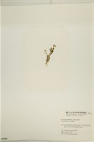 鹿角網地藻藏品圖，第3張