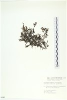 網胰藻藏品圖，第3張