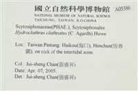 網胰藻藏品圖，第2張