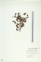 網胰藻藏品圖，第1張