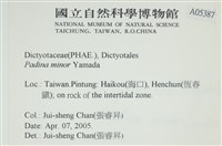 小團扇藻藏品圖，第2張