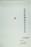 小團扇藻藏品圖，第3張