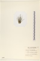 Accession Number:A00005418 Collection Image, Figure 3, Total 3 Figures