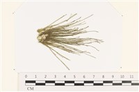 Accession Number:A00005418 Collection Image, Figure 1, Total 3 Figures