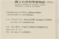 線形硬毛藻, 卷絲綠苔藏品圖，第2張