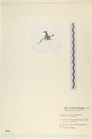 線形硬毛藻, 卷絲綠苔藏品圖，第3張