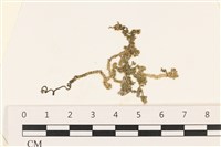 線形硬毛藻, 卷絲綠苔藏品圖，第1張