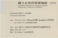 長片石蓴, 裂片石蓴藏品圖，第2張