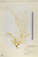 長片石蓴, 裂片石蓴藏品圖，第1張
